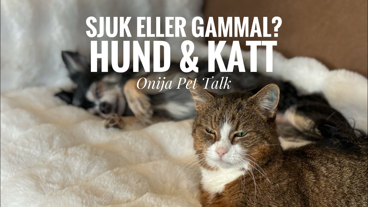Sjuk eller gammal? | Hund & Katt