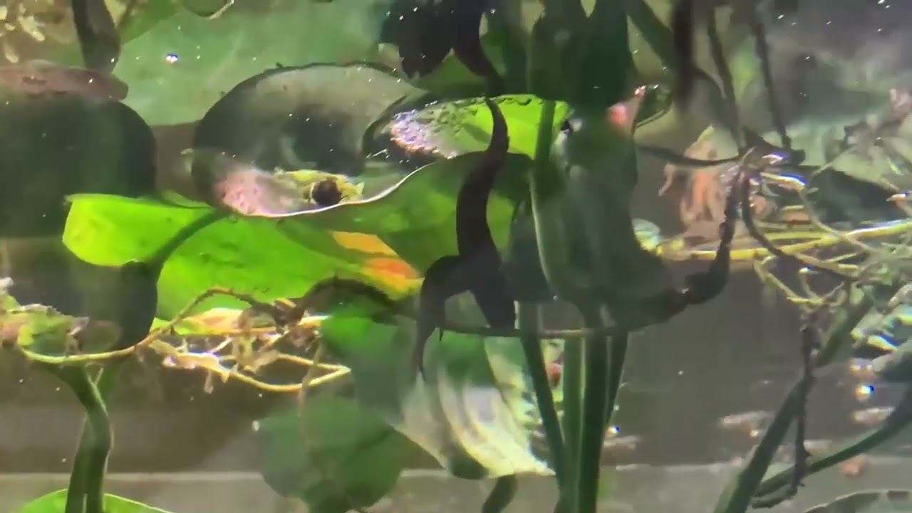 Breeding Betta Api api