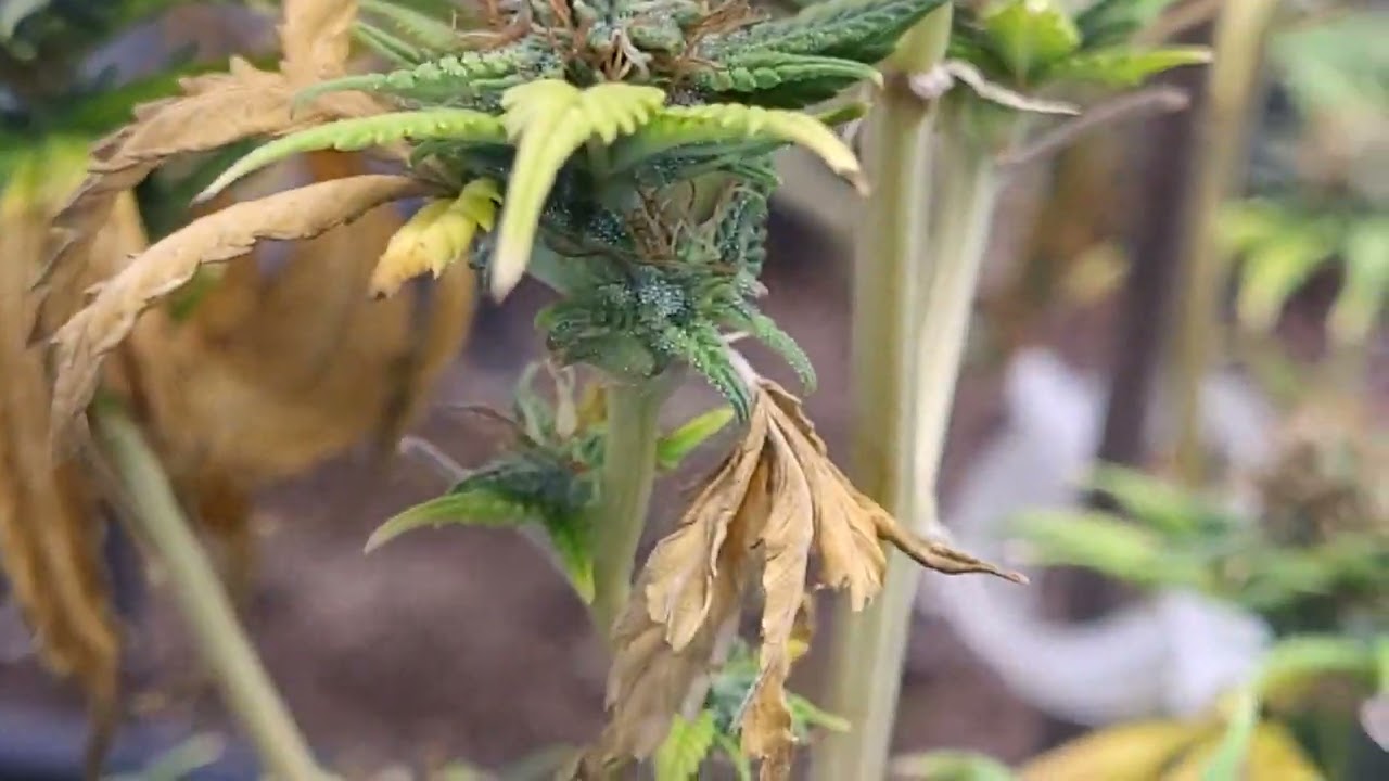 Jack herer week 7/4 flower, cheese week 9, pot of gold week 2 flower, critical mass week 2 flower