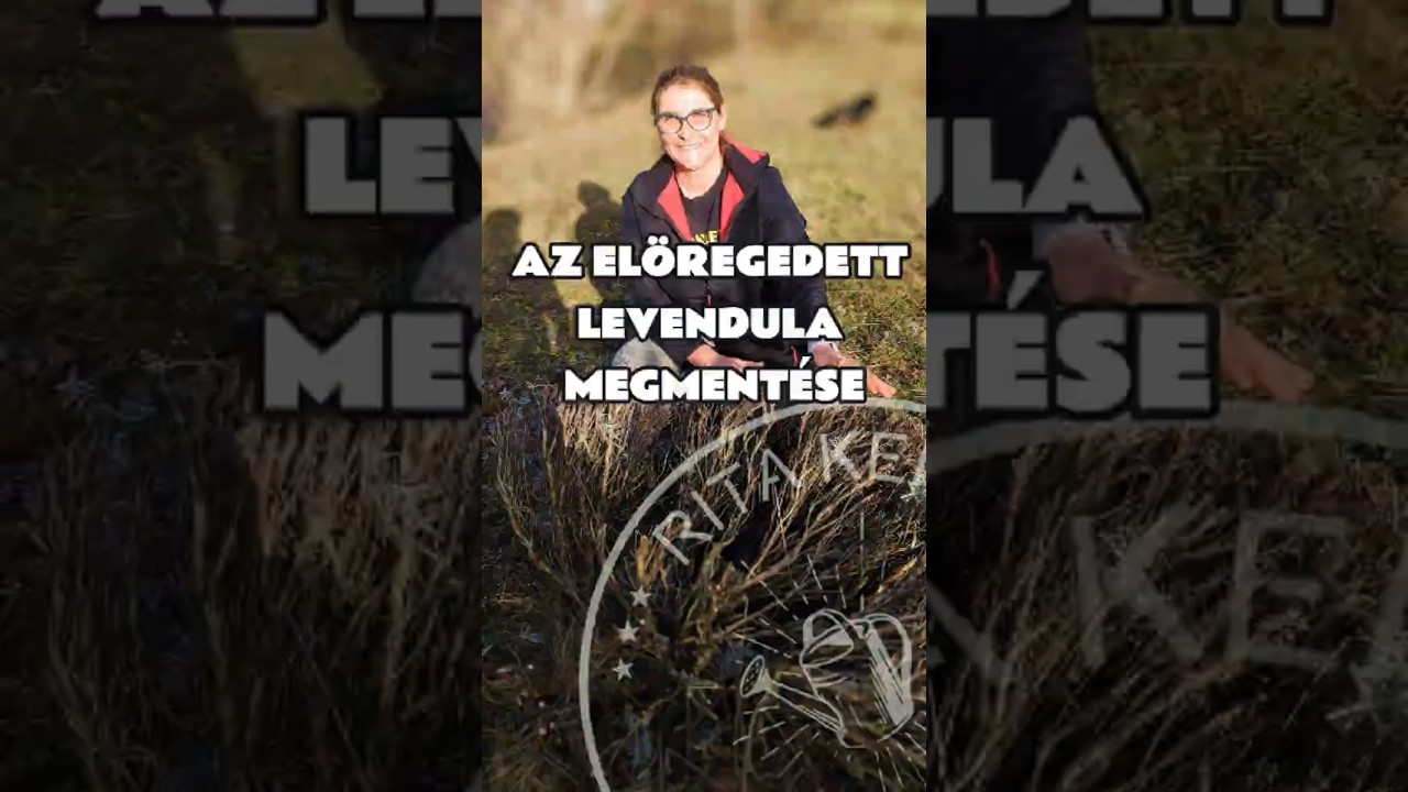 Az el&ouml;regedett levendula megment&eacute;se &ndash; Metsz&eacute;si technik&aacute;k a t&uacute;l&eacute;l&eacute;s&eacute;rt #ritakertje