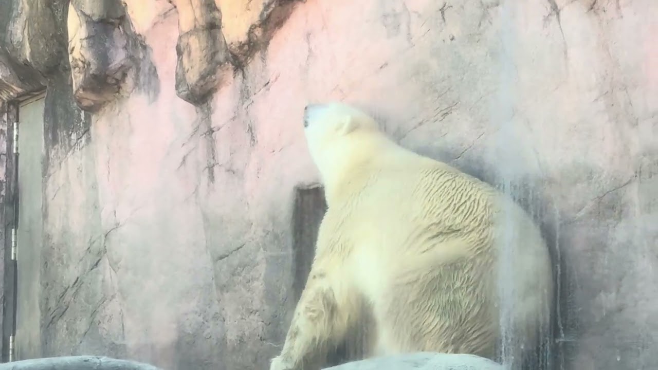 八木山動物公園   ホッキョクグマ   カイ