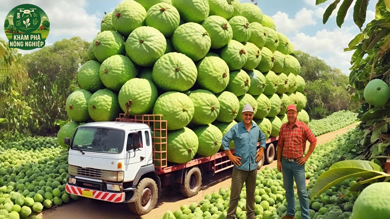 🍈 Nông Trại Ổi Đài Loan – Cách Họ Biến Quả Ổi Thành Đặc Sản Tiền Tỷ!