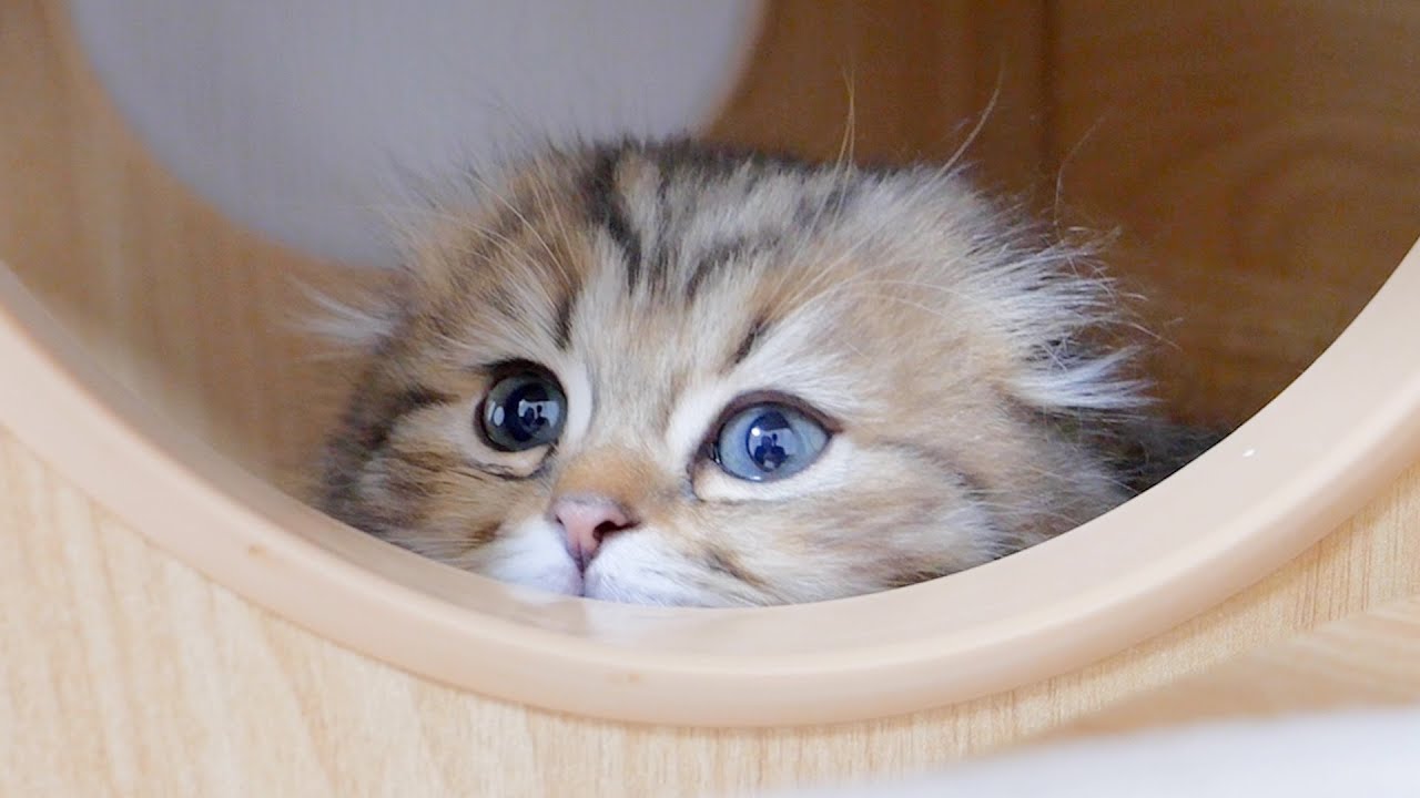 Kittens stay up late to avoid being spotted by their mother.