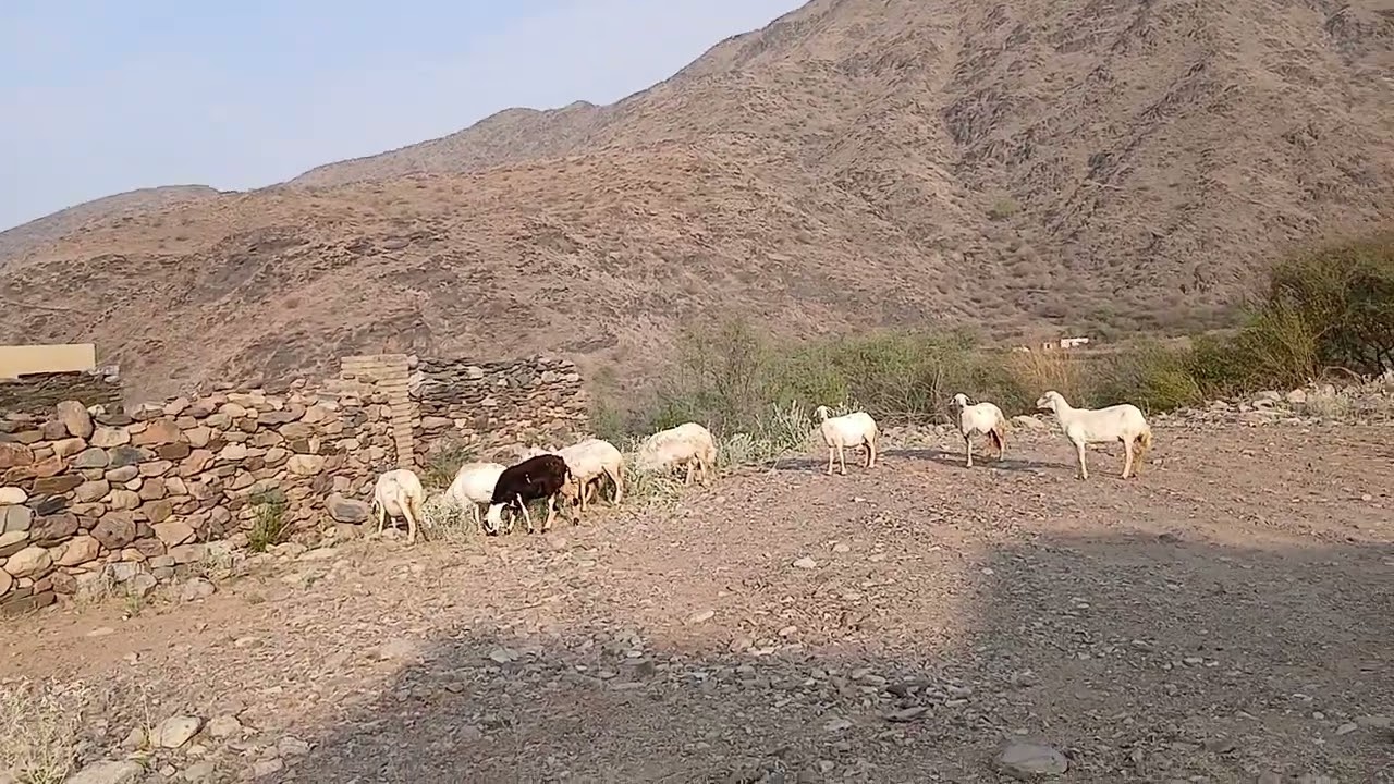 أغنام تأكل العشب فى الصباح الباكر فى منطقة جبلية
