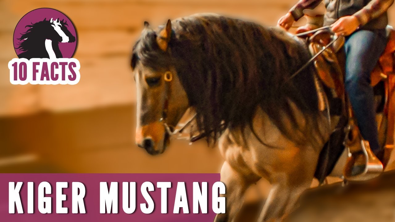 10 Fascinating Facts About the Kiger Mustang