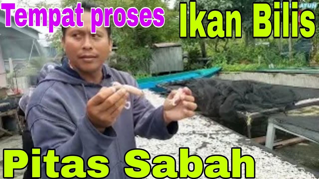 Ikan Bilis Sabah || cikgu atun melawat Tempat Proses Ikan Bilis Di Pitas Bengkoka Sabah