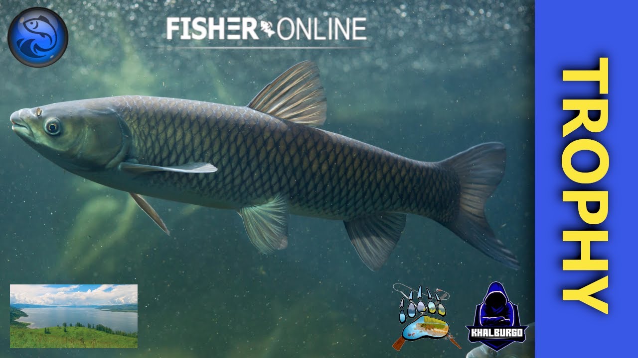 Trophy Grass Carp (17 kg 957 gr) - Kazakhstan: Zhasymbay | Fisher Online 1.94.2