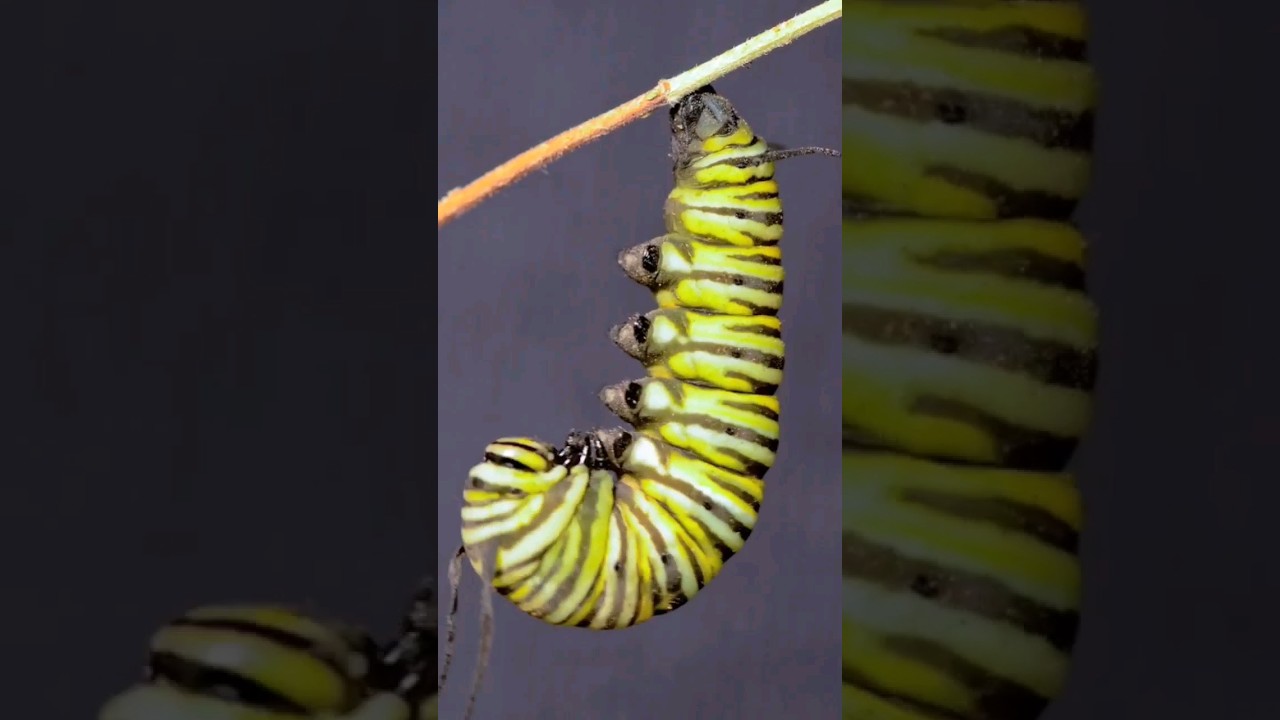 Incre&iacute;ble Transformaci&oacute;n: Metamorfosis de una Mariposa! #butterfly #short