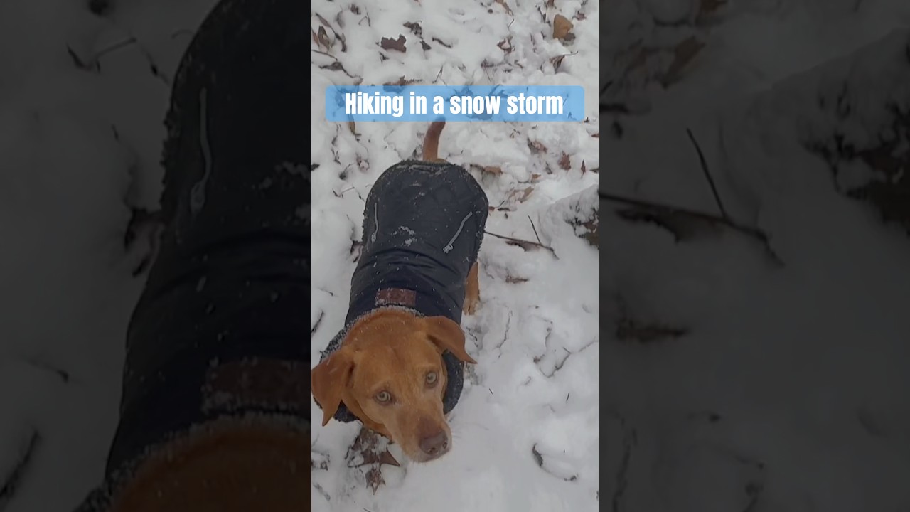 Snow storm hiking with the dogs! #hikingwithdogs #snowfall #blueridgemountains #nature #snowymorning