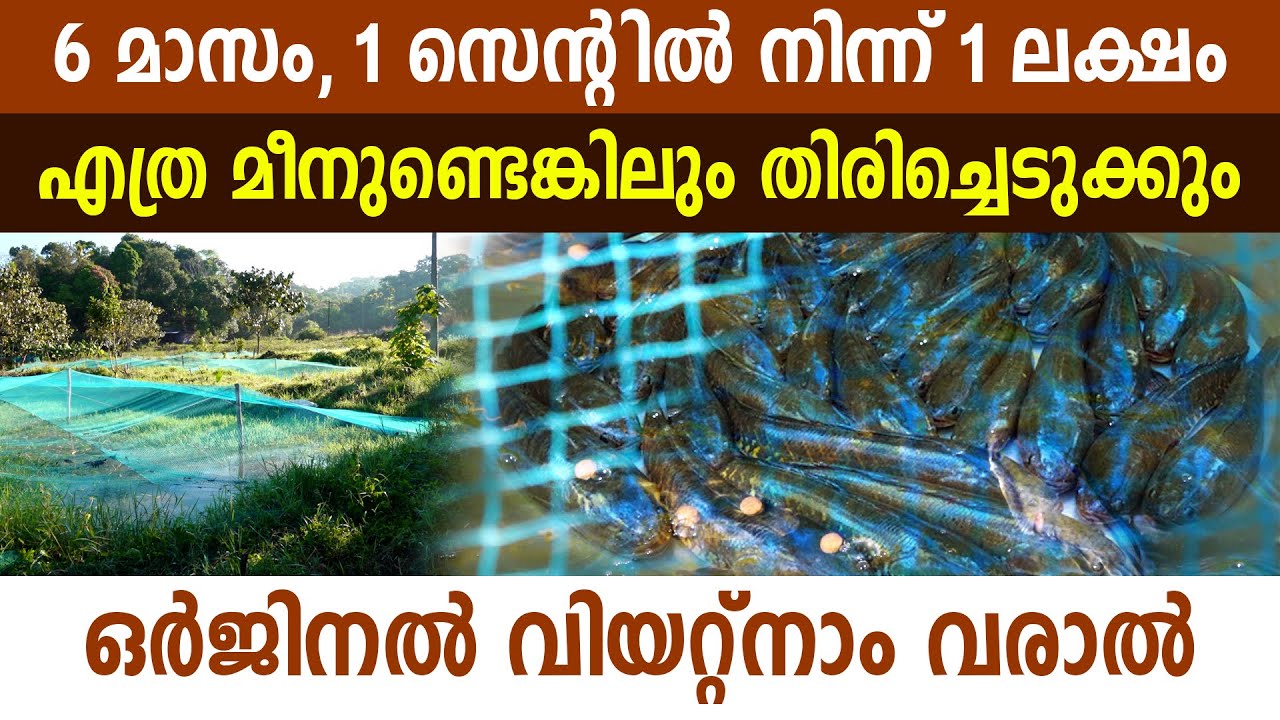 ജാഫറും, സുനിലും ഒരുമയോടെ കൊയ്യുന്നത് ലക്ഷങ്ങൾ I Murrel Fish I Viral fish farming technics I Viral I