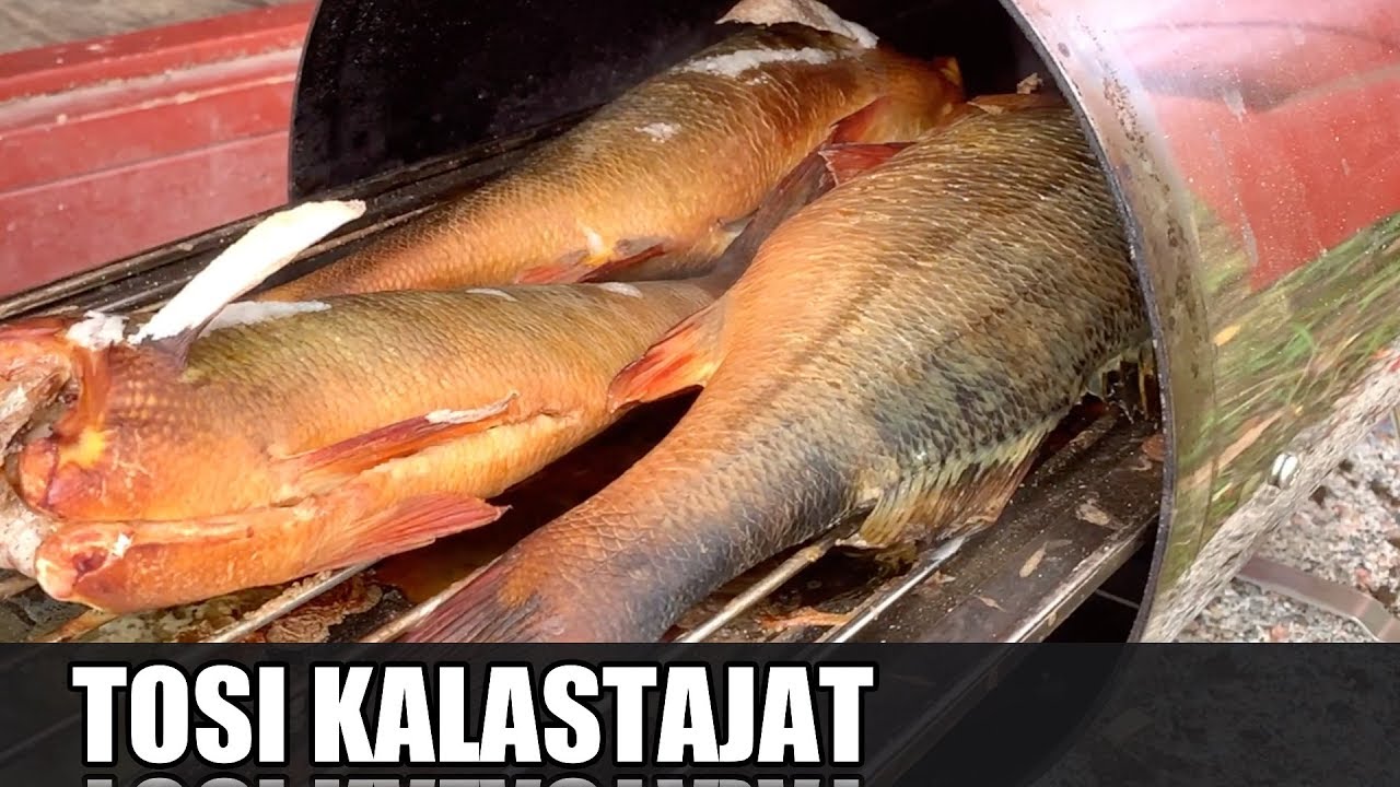 Ahvenen kalastusta | virvelillä, pilkillä ja mato-ongella