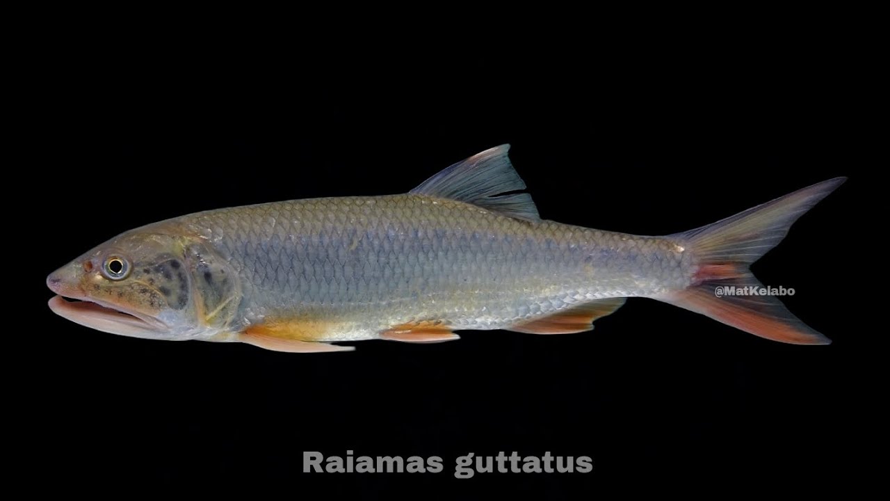 Raiamas guttatus @ Burmese Trout/Sikang (Malaysia)