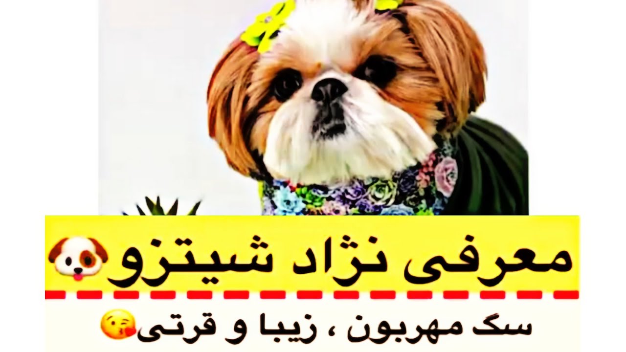 معرفی نژاد سگ شیتزو | شیتزو تریر و شیتزو کراس