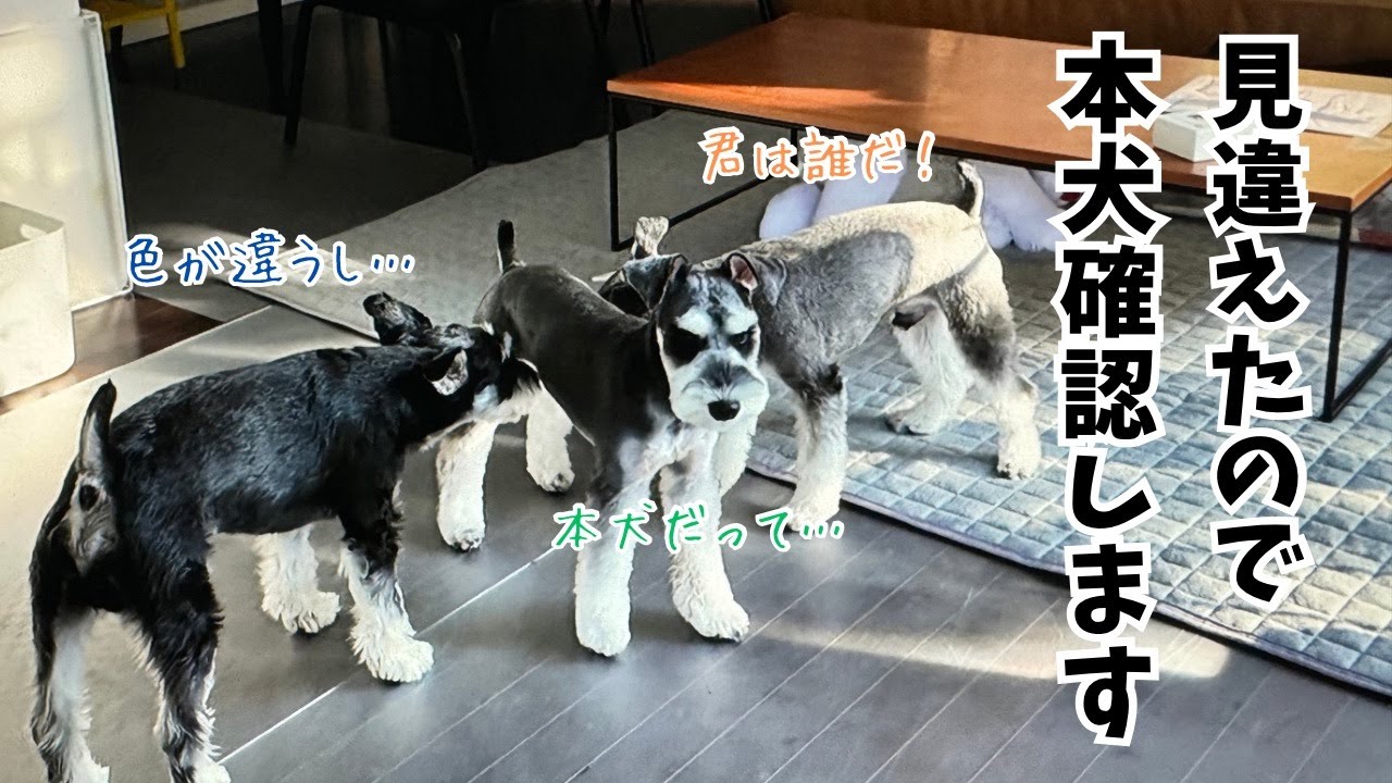 【愛犬の日常】トリミング行ってスッキリし過ぎた愛犬に本犬確認する先輩と同期