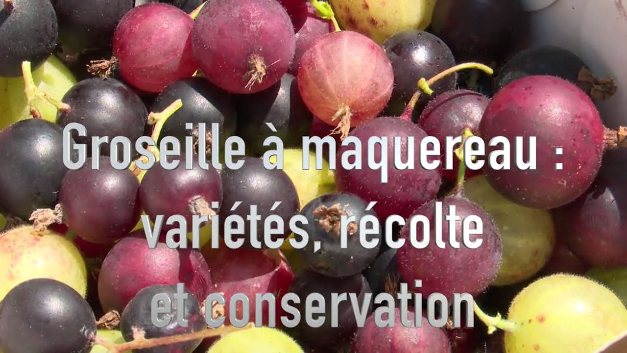 Comment cultiver le groseillier à maquereau