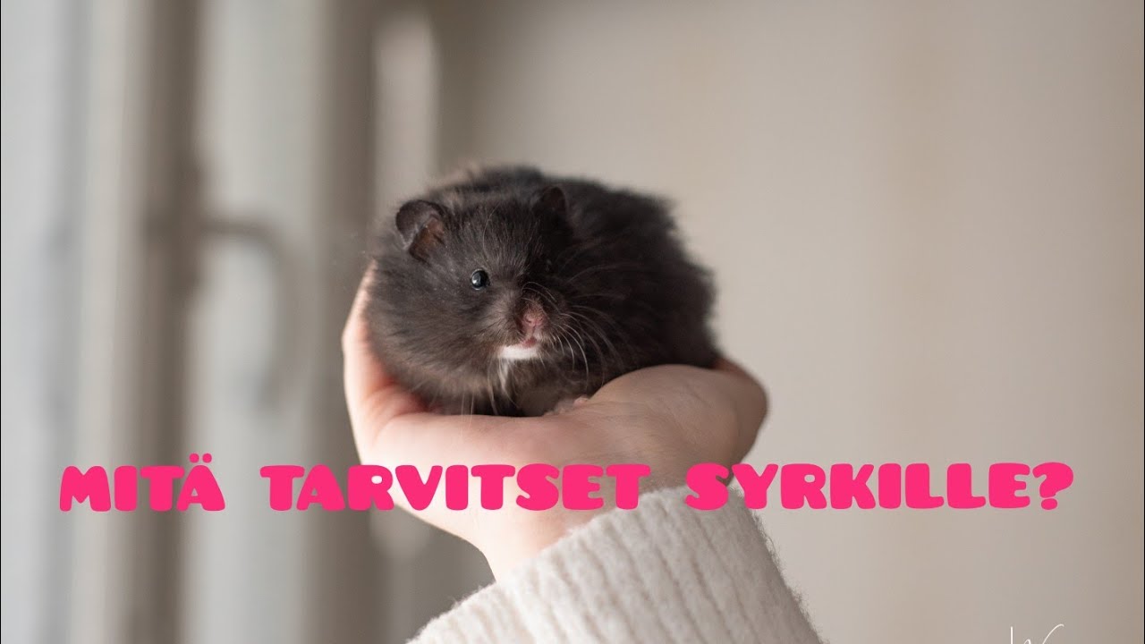 MITÄ TARVITSET SYYRIANHAMSTERILLE? 🐹