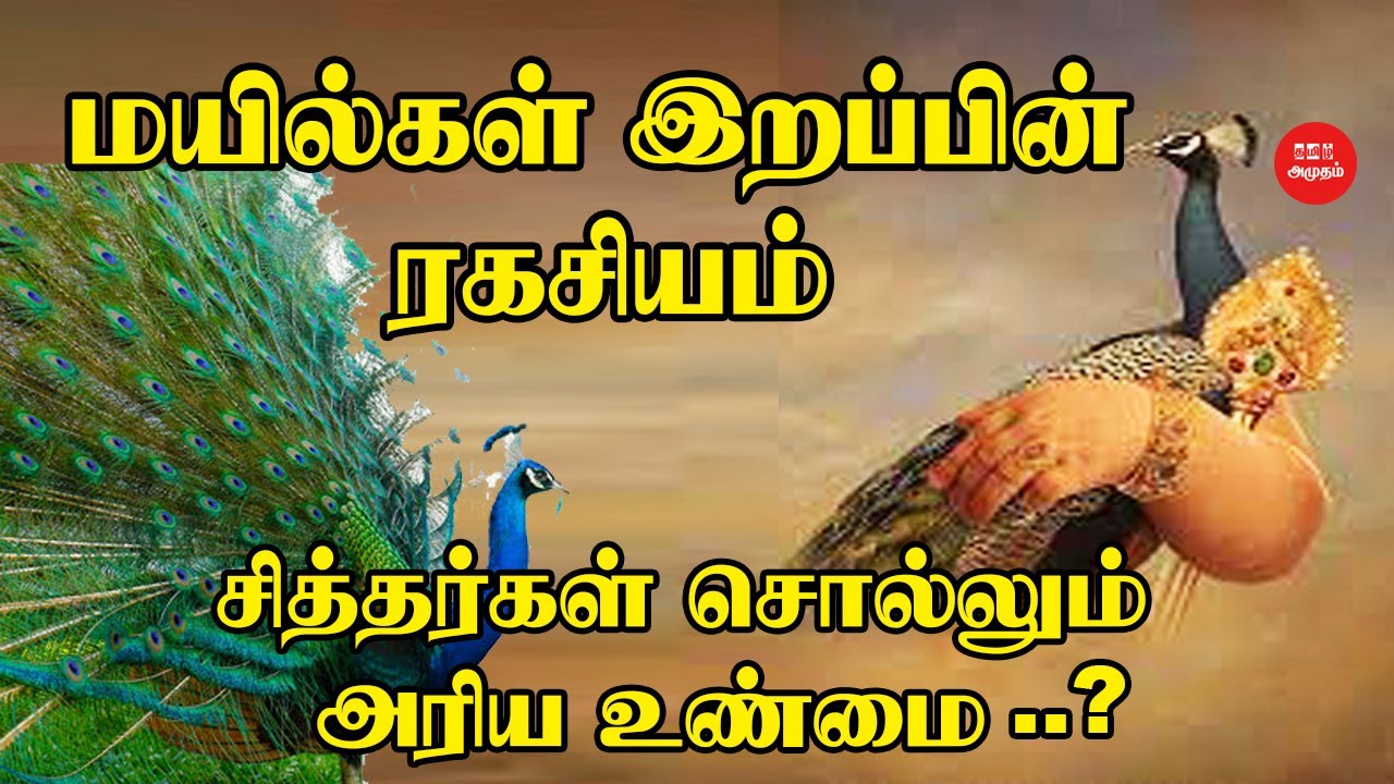 மயில் இறப்பின் ரகசியம் சித்தர்கள் சொல்லும் அரிய உண்மை | Peacock Secret | mayil ragasiyam | முருகன்