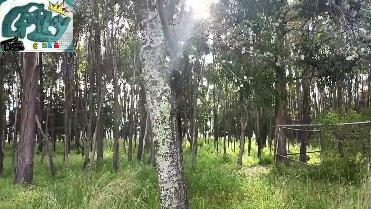 &Aacute;LAMO BLANCO POPULUS ALBA CURIOSIDADES  lo que debes saber