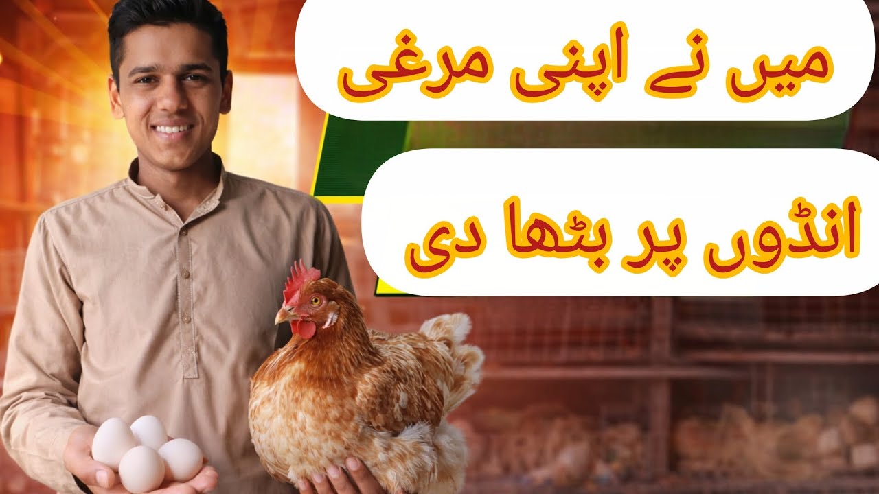 Maine murgi ande per bitha di mashallah new vlogs AbdullahJatt 