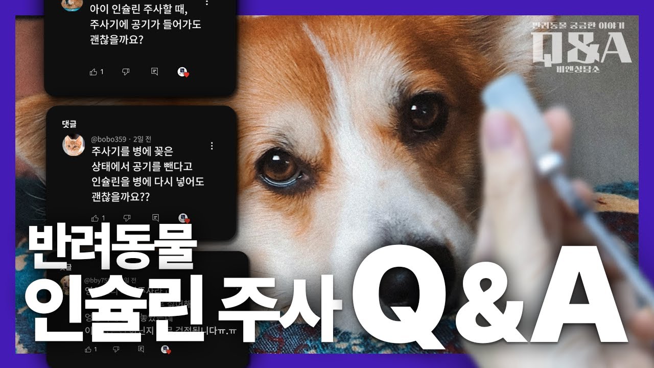 강아지, 고양이 당뇨: 인슐린 주사 관련 Q&A  [Q&A비엔상담소]