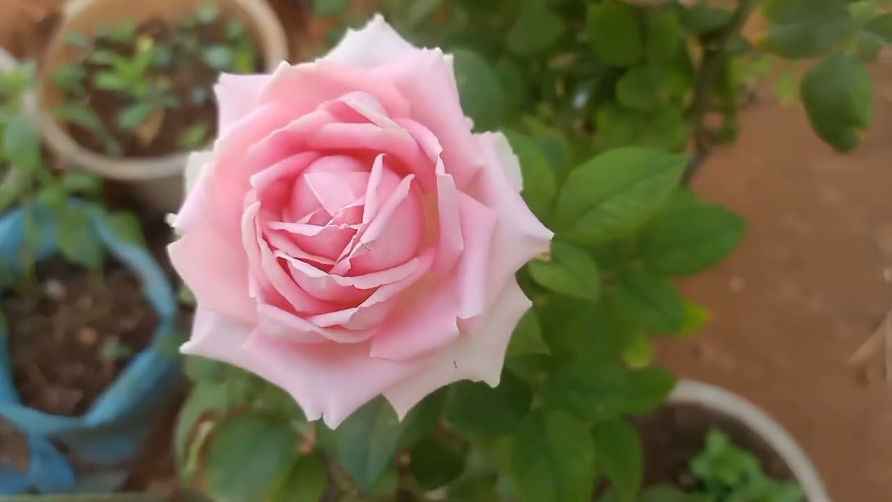 Red pink and white rose flowers plant ,#garden#plant#nature