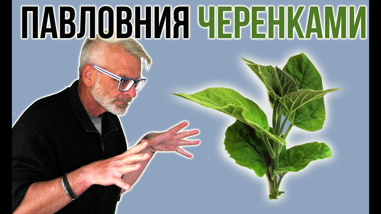 ПАВЛОВНИЯ / Размножение зелёными черенками / Игорь Билевич