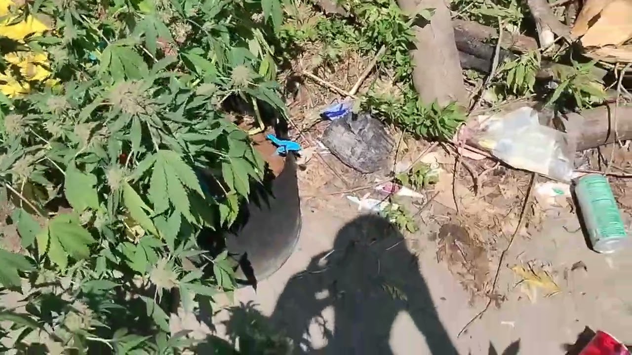 Mixed outdoor grow 2025