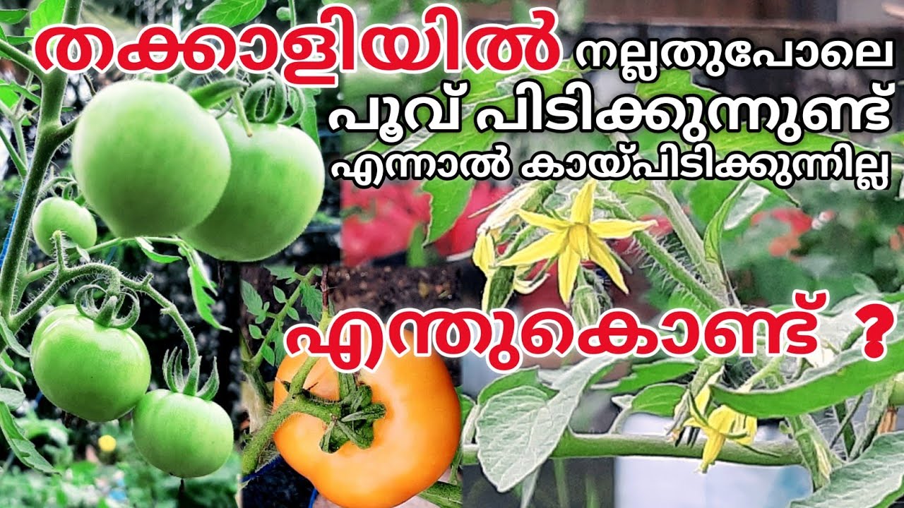 എന്തുകൊണ്ടാണ് തക്കാളി ചെടിയിൽ കായ പിടിക്കാത്തത് ? | Why do my Tomato Flowers not produce Tomatoes?.
