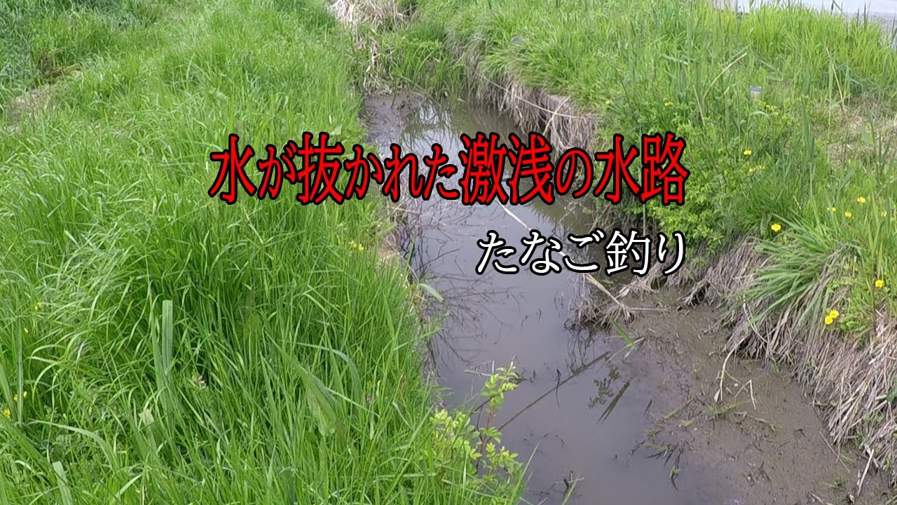 激浅の水路でタナゴ釣りに挑戦 【小物釣り】 釣り場も仕掛けもシンプル思考の釣り初心者が実釣見分。