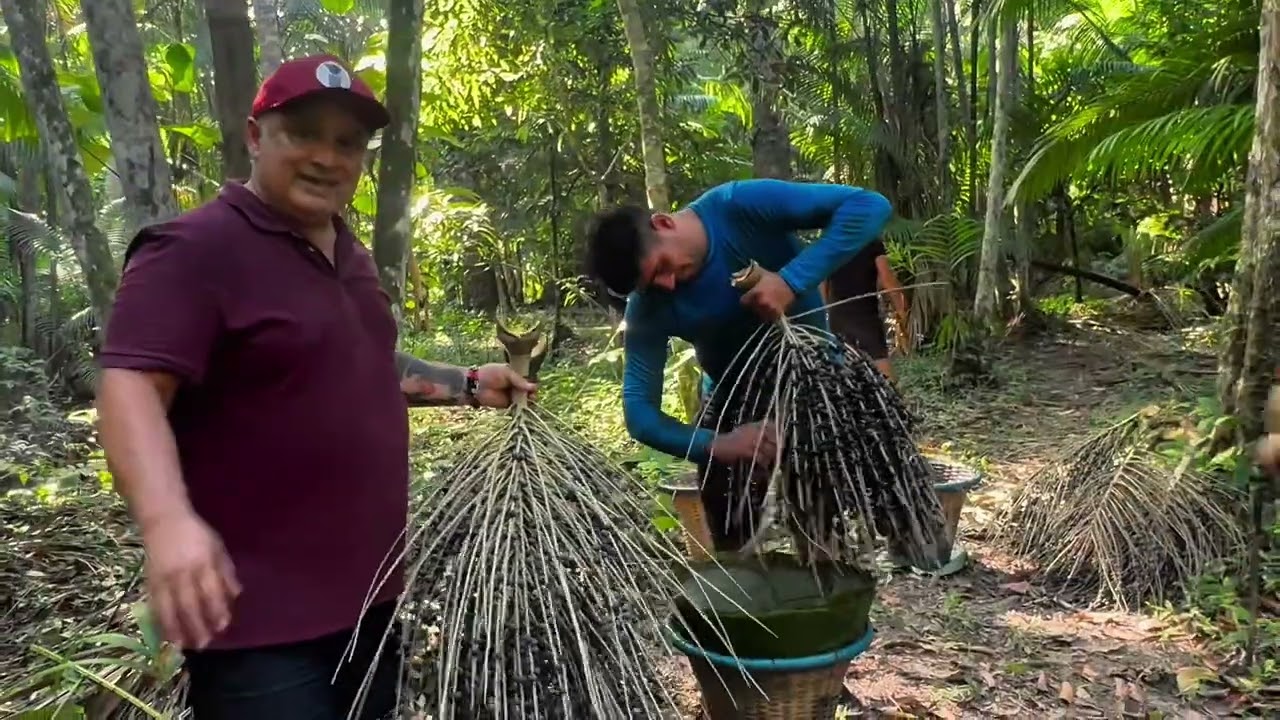 Como é feita a colheita do Açaí na Ilha do Combú