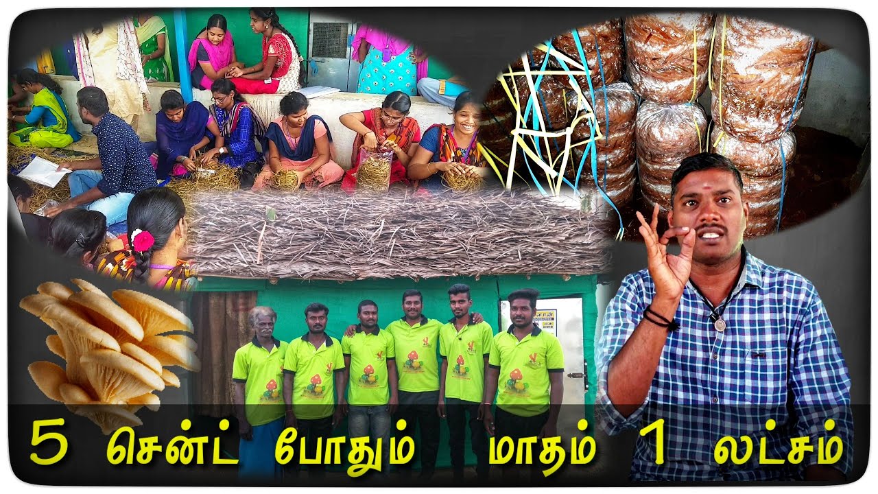 5 சென்ட் இடத்தில் 21 நாளில் Rs 1 லட்சம் வரை சம்பாதிக்கலாம்  || சிற்பி காளான் வளர்ப்பு || Mushroom ||