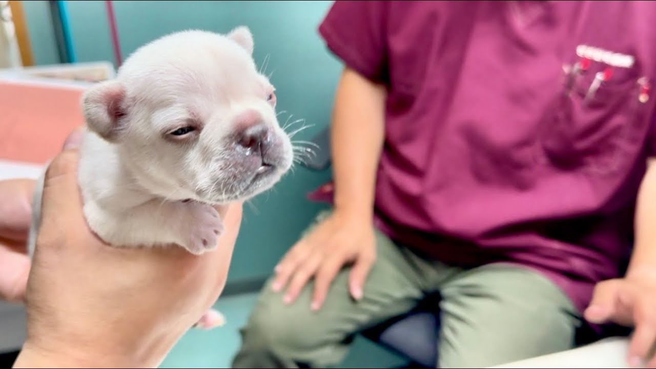 便秘で大変な事になってる赤ちゃんを動物病院へ連れてきました【生後25日目】