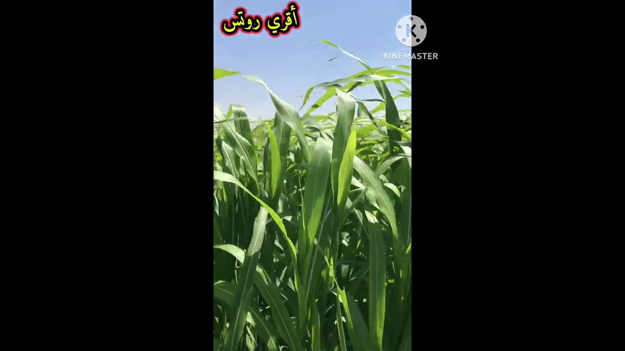 علامات نُضج الذرة الرفيعة ( الجيزانية)