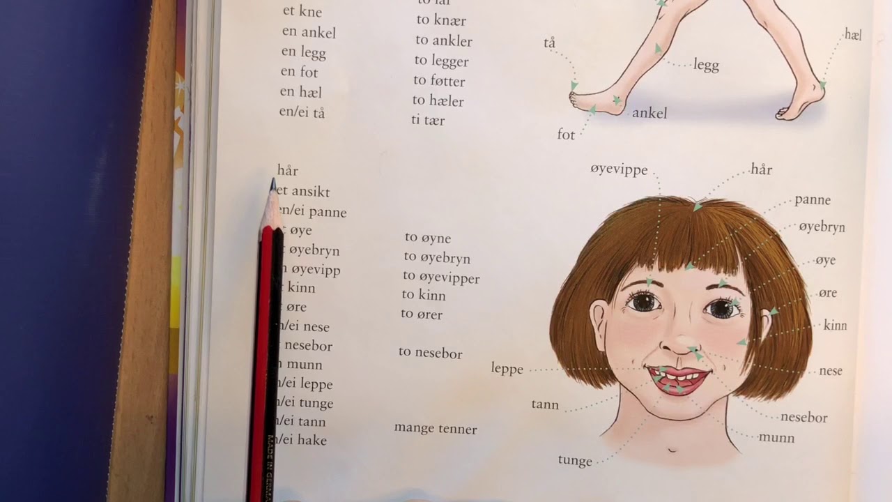 أعضاء الجسم في اللغة النرويجية