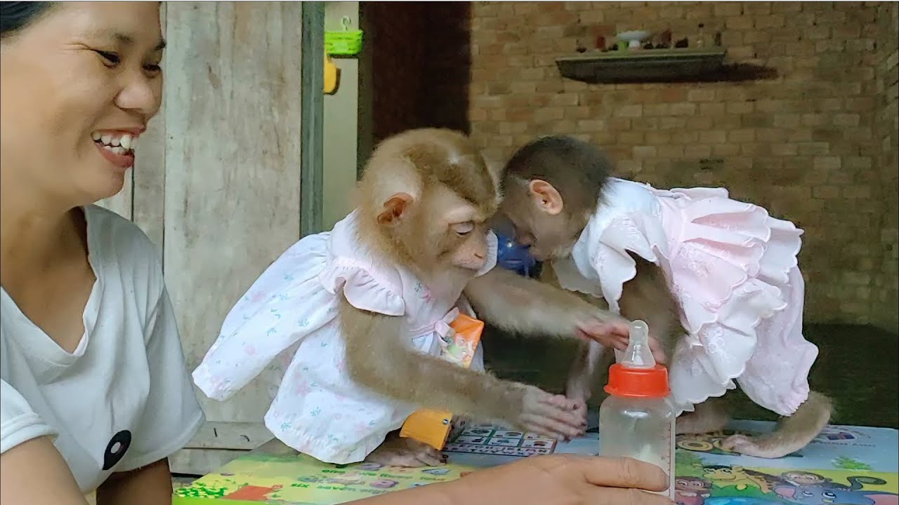 [Moon Family] Monkey Moon is a docile monkey when reaching out his hands to ask for milk