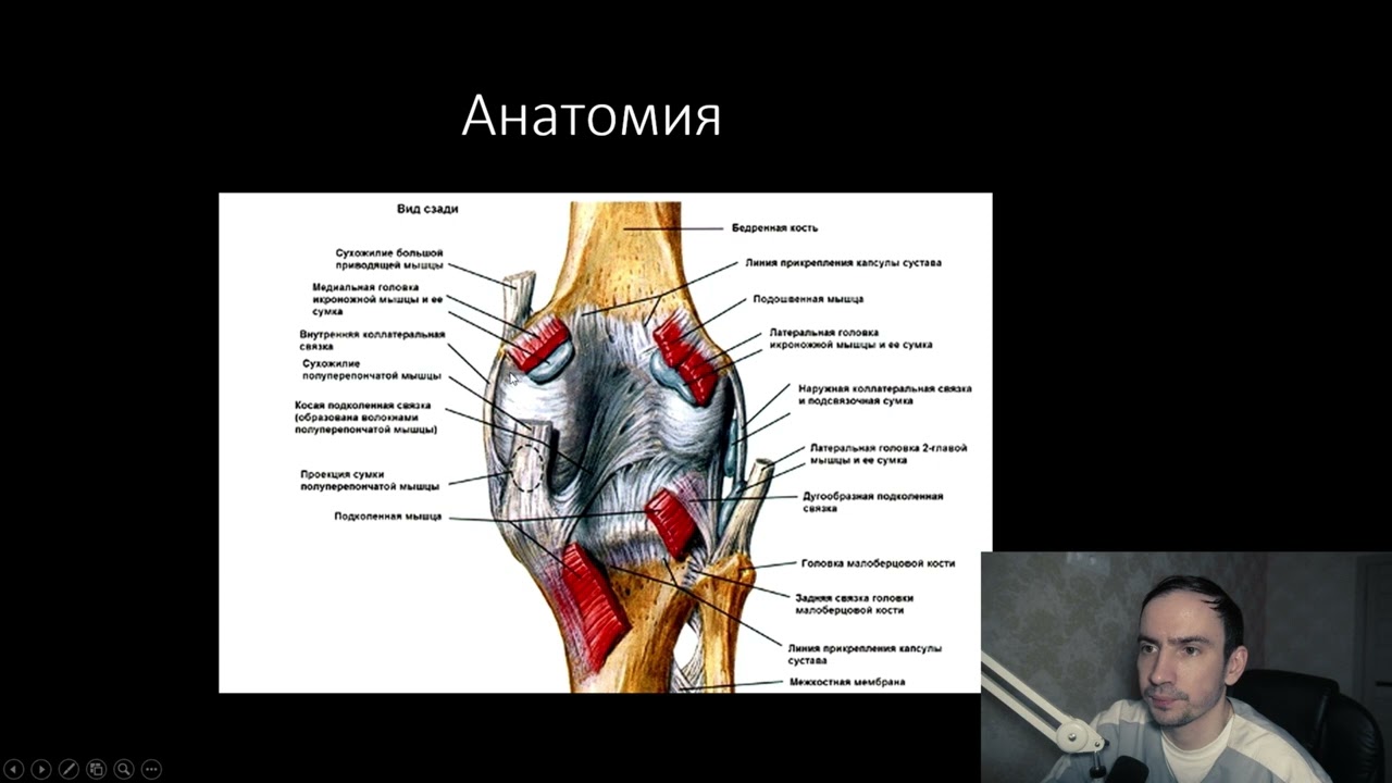 УЗИ коленных суставов