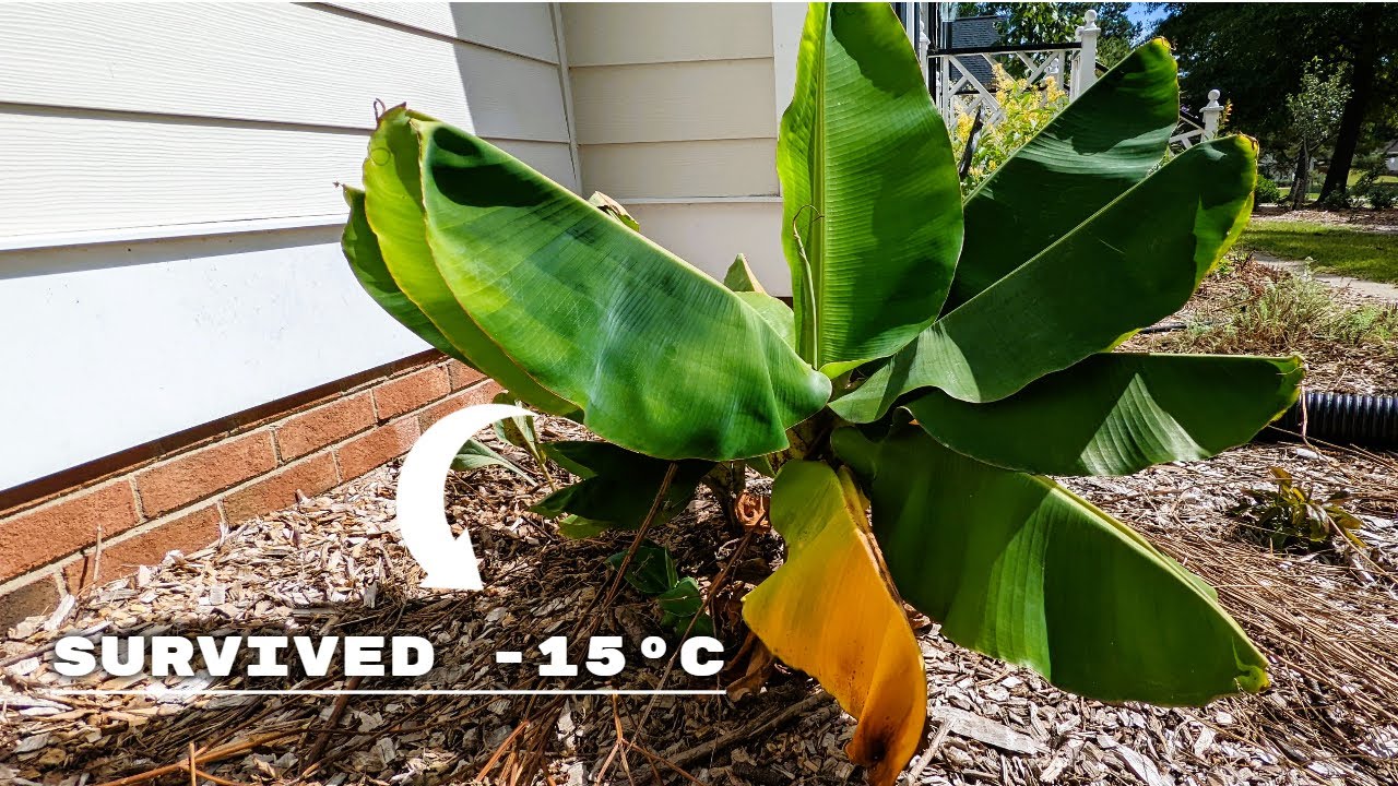 Growing Bananas in cold climates ? These 3 varieties are most cold hardy