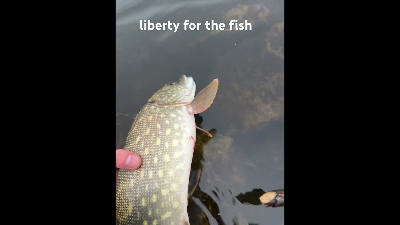 Liberty for the fish 🎣