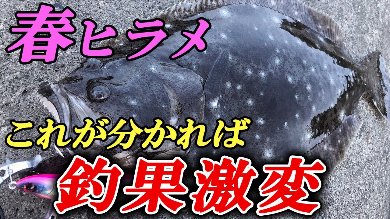 【釣果倍増の極意】春ヒラメはこうやればもっと釣れる！攻略のキモを基礎から徹底解説