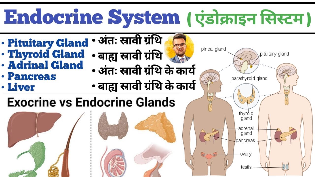 Endocrine System in hindi | Endocrine Gland | Pituitary Gland | Thyroid Gland | Liver | Pancreas
