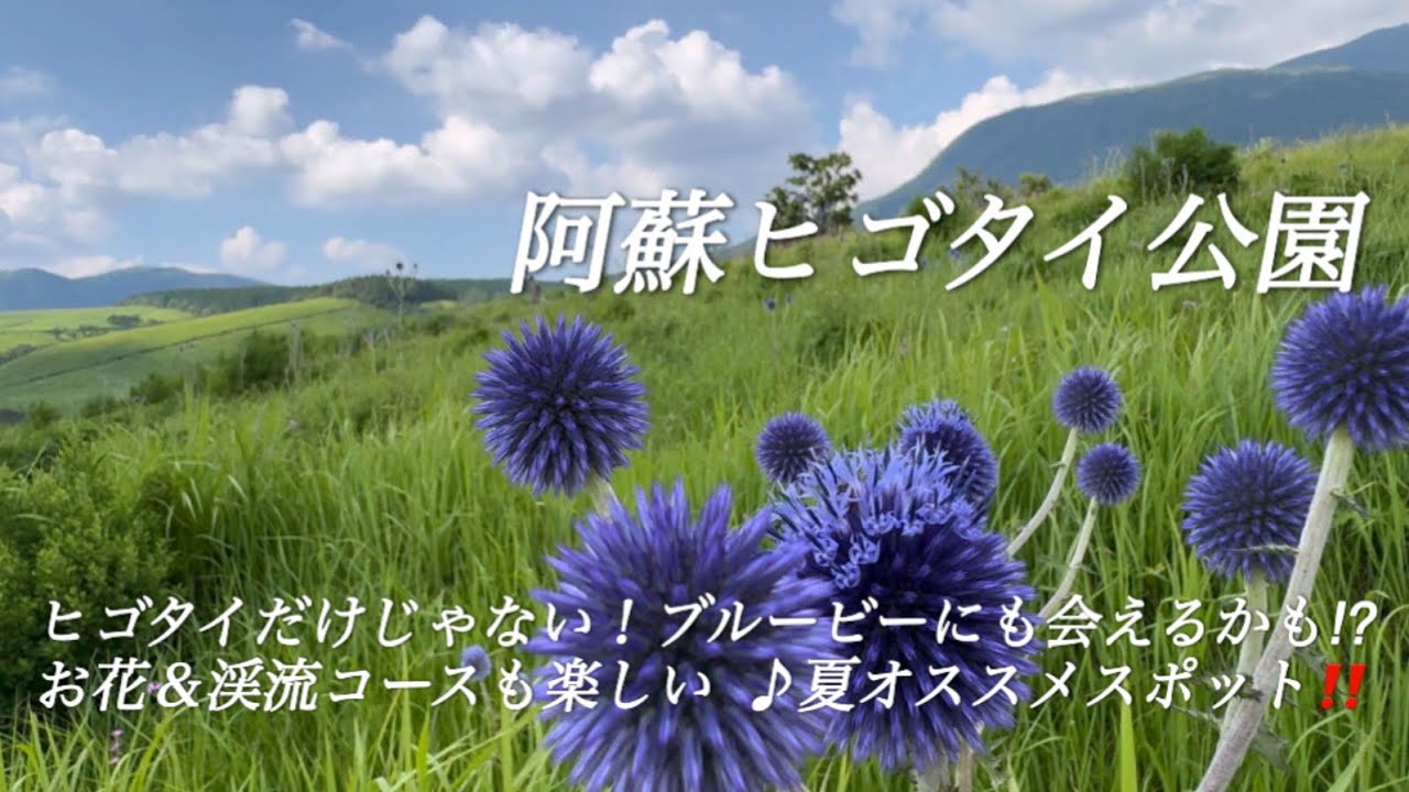 【阿蘇ヒゴタイ公園】ブルービー、野草、渓流、絶景のオススメスポット！