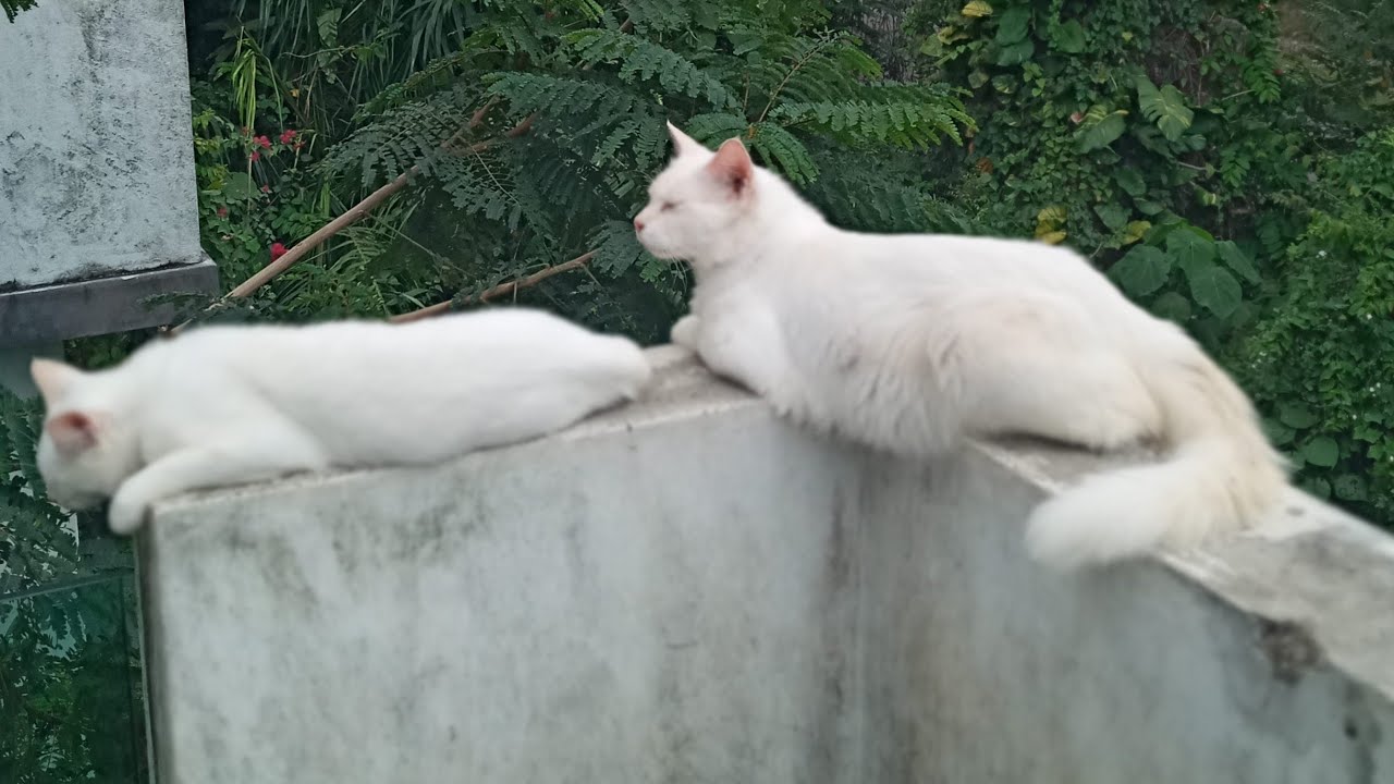Time Machine Cats !!!! Longest Daily Cat's Story
