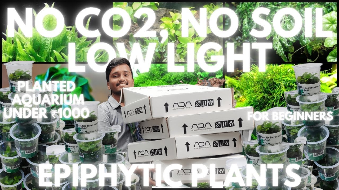 БЕЗ CO2 | БЕЗ ПОЧВЫ | СЛАБОЕ ОСВЕЩЕНИЕ | Растительный аквариум | Низкие технологии | Бюджетный ак...