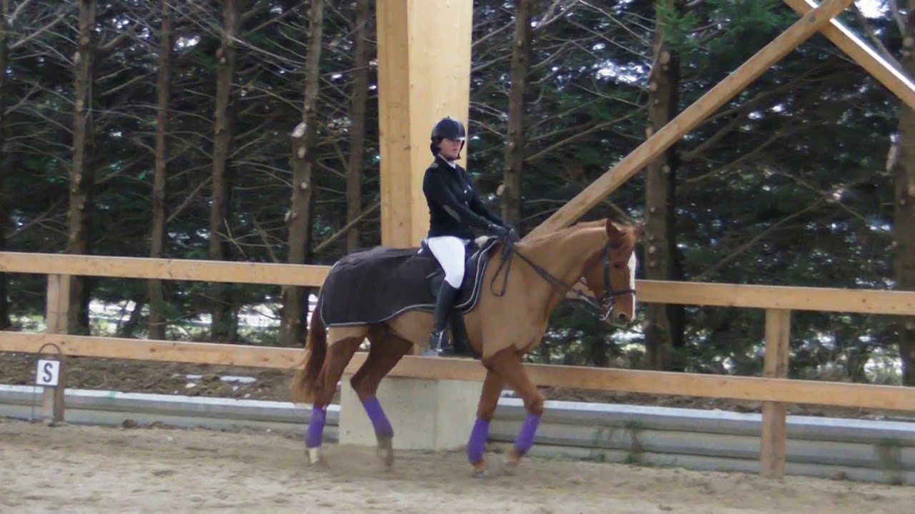 Dressage Galop 6 avec Zoum 09 décembre 2018