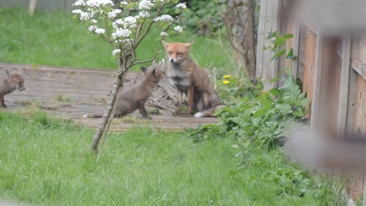 Fox cubs playing with Dad fox