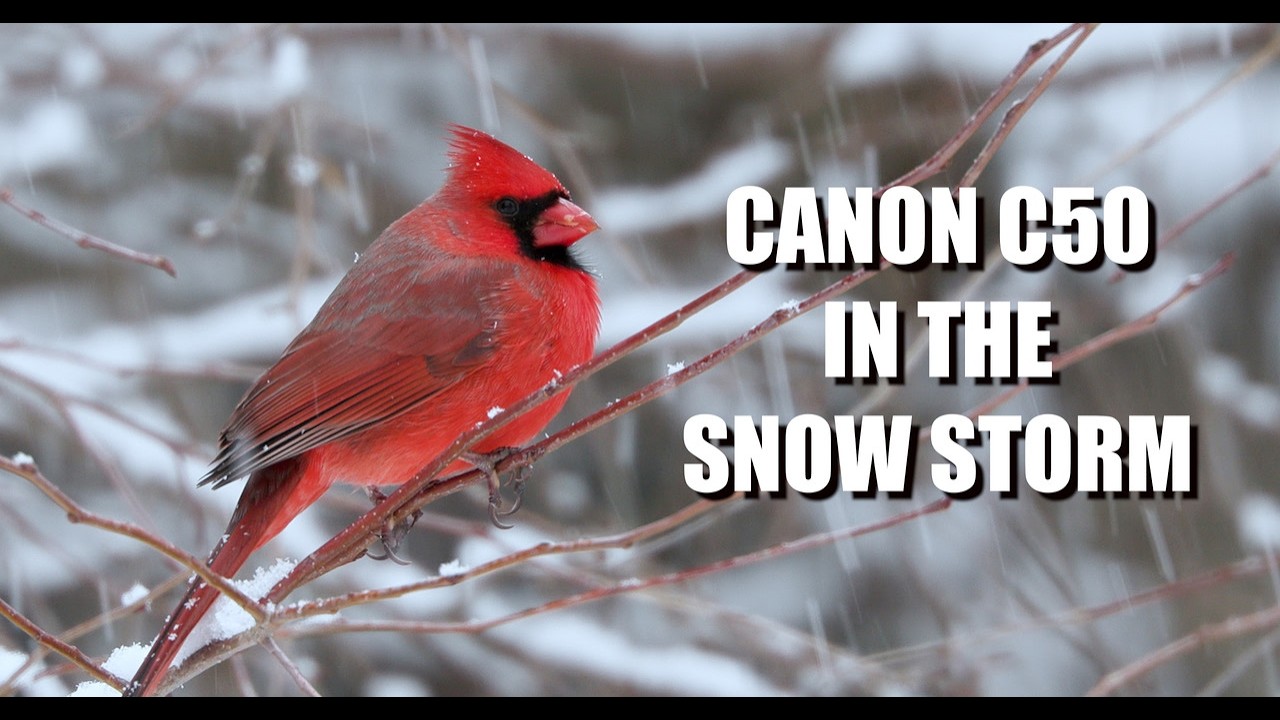 A Snowy Morning Canon C50