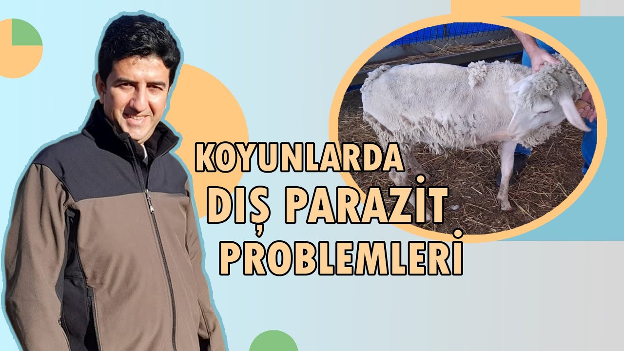 Dr. KOYUNCU / KOYUNLARDA DIŞ PARAZİT PROBLEMLERİ