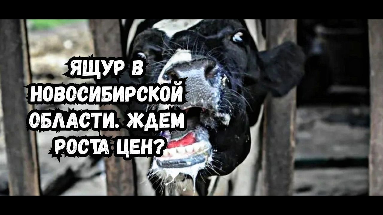 Ящур в Новосибирской области
