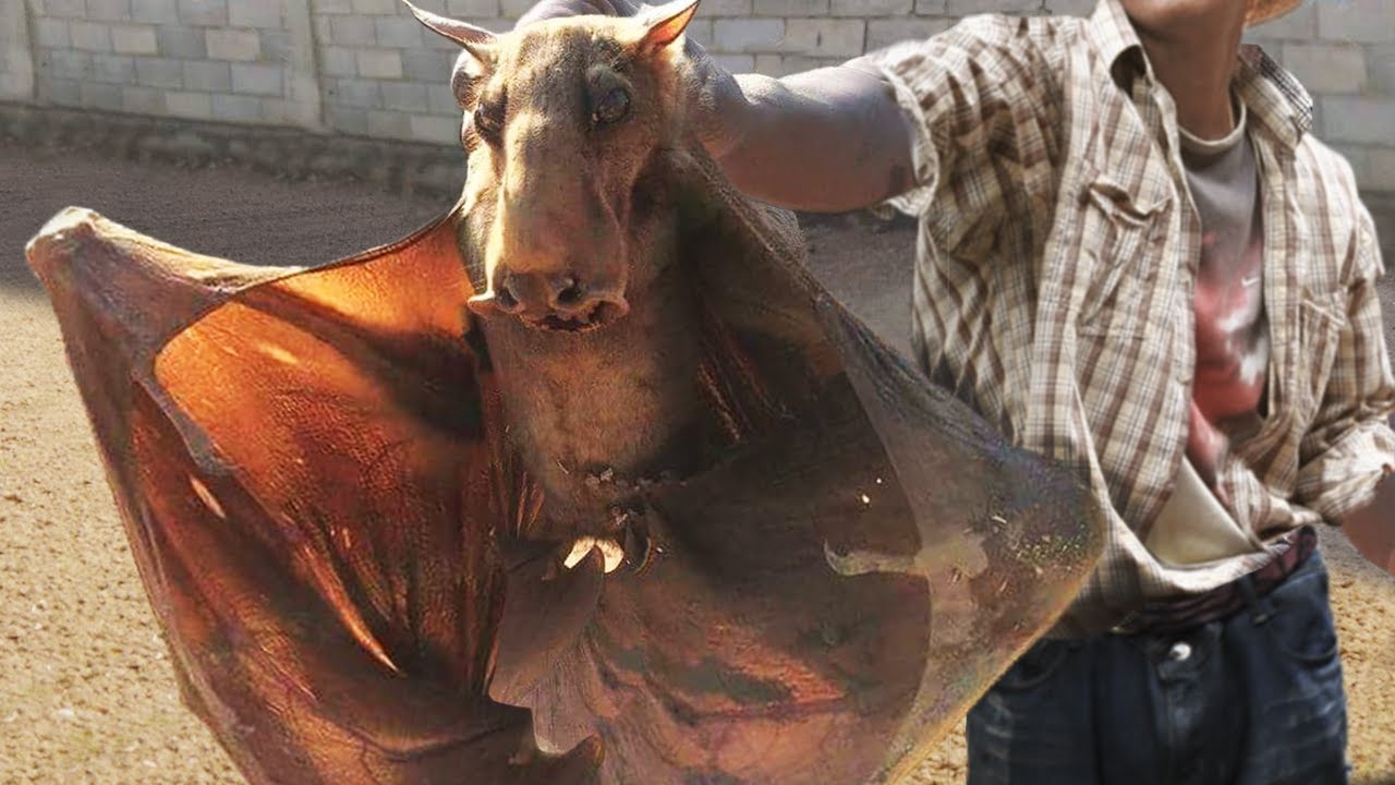 GIGANTIC Animals You Never Knew Existed!