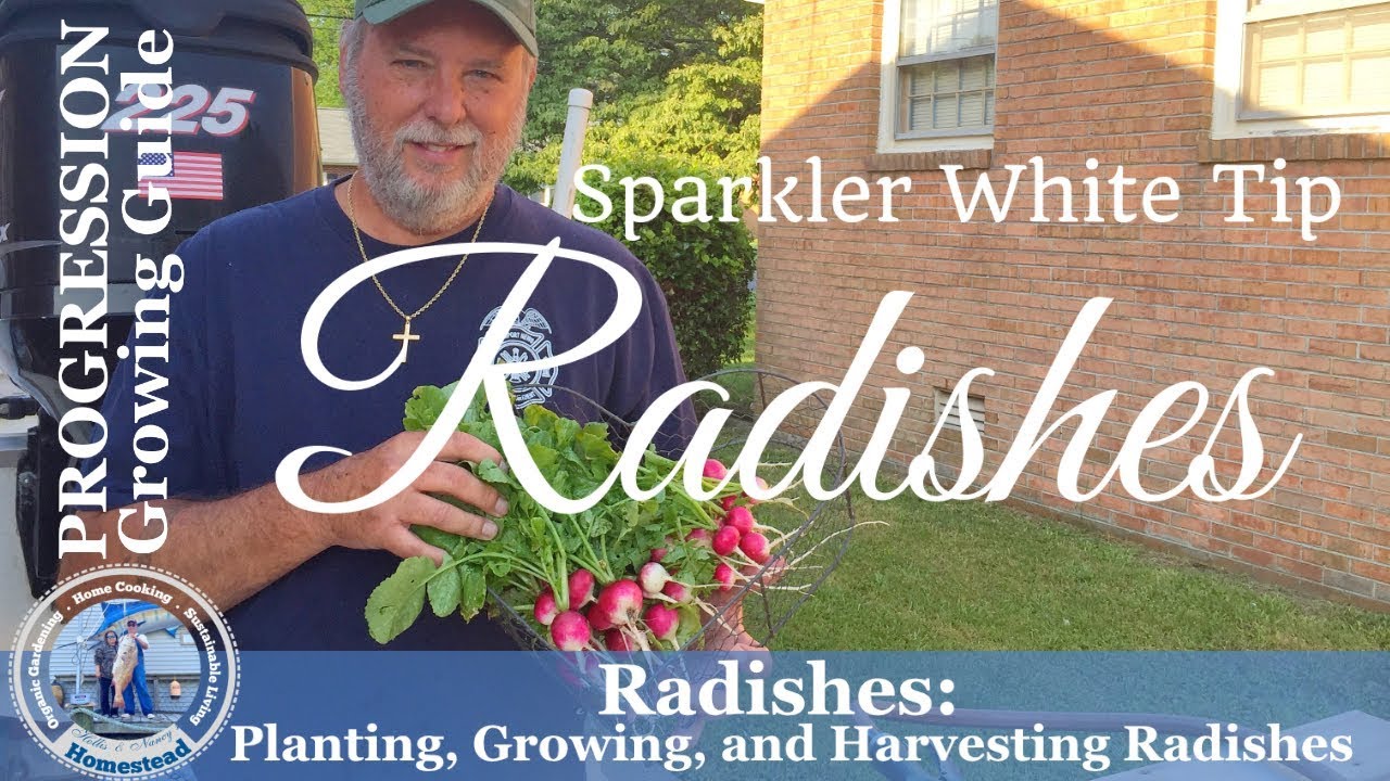 Radishes :  Planting l Growing l Harvesting Radishes